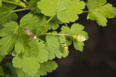 Eastern Prickly Gooseberry, Ribes cynosbati