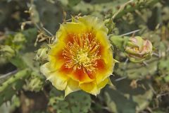 Eastern Prickly Pear, Opuntia cespitosa