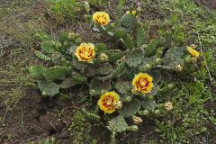 Eastern Prickly Pear, Opuntia cespitosa