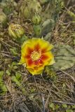 Eastern Prickly Pear, Opuntia cespitosa