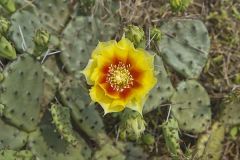 Eastern Prickly Pear, Opuntia cespitosa