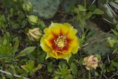 Eastern Prickly Pear, Opuntia cespitosa
