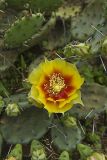 Eastern Prickly Pear, Opuntia cespitosa