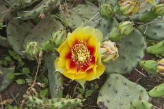 Eastern Prickly Pear, Opuntia cespitosa