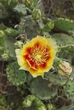 Eastern Prickly Pear, Opuntia cespitosa