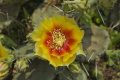 Eastern Prickly Pear, Opuntia cespitosa