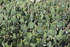 Eastern Prickly Pear, Opuntia cespitosa