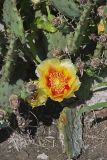 Eastern Prickly Pear, Opuntia cespitosa