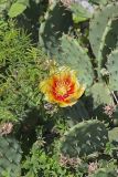 Eastern Prickly Pear, Opuntia cespitosa