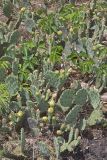 Eastern Prickly Pear, Opuntia cespitosa