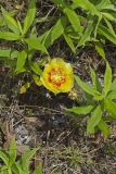 Eastern Prickly Pear, Opuntia cespitosa