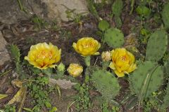 Eastern Prickly Pear, Opuntia cespitosa