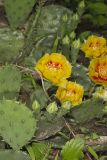 Eastern Prickly Pear, Opuntia cespitosa