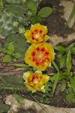 Eastern Prickly Pear, Opuntia cespitosa
