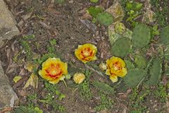 Eastern Prickly Pear, Opuntia cespitosa