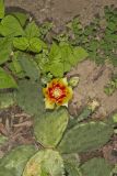 Eastern Prickly Pear, Opuntia cespitosa