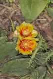 Eastern Prickly Pear, Opuntia cespitosa