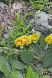 Eastern Prickly Pear, Opuntia cespitosa