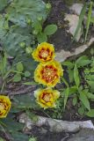 Eastern Prickly Pear, Opuntia cespitosa