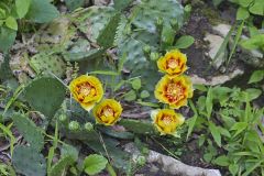 Eastern Prickly Pear, Opuntia cespitosa