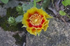 Eastern Prickly Pear, Opuntia cespitosa