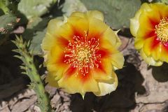 Eastern Prickly Pear, Opuntia cespitosa