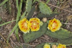 Eastern Prickly Pear, Opuntia cespitosa
