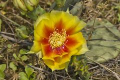 Eastern Prickly Pear, Opuntia humifusa