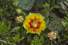 Eastern Prickly Pear, Opuntia humifusa