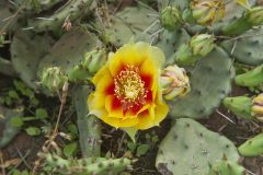 Eastern Prickly Pear, Opuntia humifusa