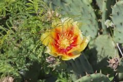 Eastern Prickly Pear, Opuntia humifusa