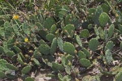 Eastern Prickly Pear, Opuntia humifusa