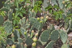 Eastern Prickly Pear, Opuntia humifusa