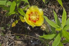 Eastern Prickly Pear, Opuntia humifusa