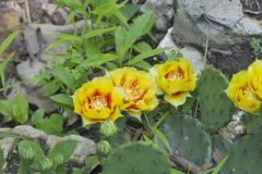 Eastern Prickly Pear, Opuntia humifusa