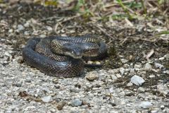 Eastern Ratsnake, Pantherophis alleghaniensis