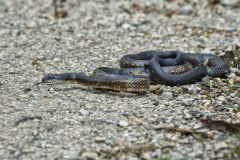 Eastern Ratsnake, Pantherophis alleghaniensis