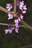 Eastern Redbud, Cercis canadensis