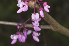 Eastern Redbud