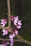 Eastern Redbud, Cercis canadensis