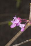 Eastern Redbud, Cercis canadensis