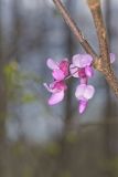 Eastern Redbud, Cercis canadensis
