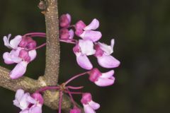 Eastern Redbud, Cercis canadensis