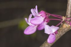 Eastern Redbud, Cercis canadensis
