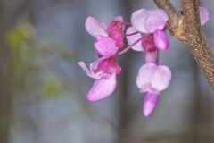 Eastern Redbud, Cercis canadensis
