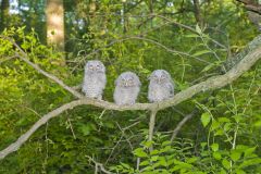 Eastern Screech Owl, Megascops asio