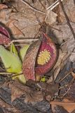 Eastern Skunk Cabbage, Symplocarpus foetidus