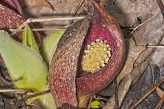 Eastern Skunk Cabbage