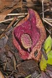 Eastern Skunk Cabbage, Symplocarpus foetidus