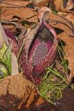 Eastern Skunk Cabbage, Symplocarpus foetidus